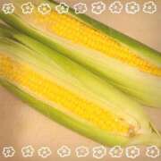 ヒメ日記 2025/07/01 20:45 投稿 ヤシュトラ Cawaiiハイ！スクールリターンズ