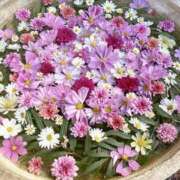 ヒメ日記 2025/01/13 10:47 投稿 けいこ 待ちナビ