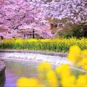 ヒメ日記 2025/04/03 14:55 投稿 みゆ 待ちナビ