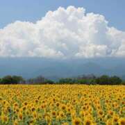 ヒメ日記 2025/07/24 09:20 投稿 みゆ 待ちナビ