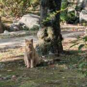 ヒメ日記 2025/04/13 15:31 投稿 あゆ 人妻美人館