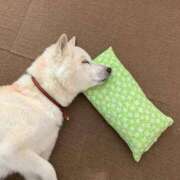 ヒメ日記 2026/10/01 12:18 投稿 星野 品川やすらぎ