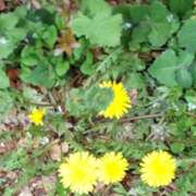 ヒメ日記 2025/03/28 04:31 投稿 はなまる 熟女の風俗最終章 宇都宮店