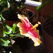 ヒメ日記 2025/07/28 21:15 投稿 はなまる 熟女の風俗最終章 宇都宮店