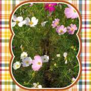 ヒメ日記 2025/09/30 17:44 投稿 はなまる 熟女の風俗最終章 宇都宮店