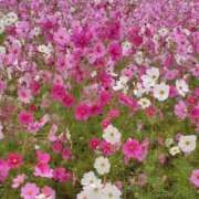 ヒメ日記 2025/10/25 20:31 投稿 はなまる 熟女の風俗最終章 宇都宮店