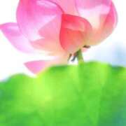 はなまる 花丸通信 熟女の風俗最終章 宇都宮店