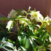 ヒメ日記 2026/03/16 13:41 投稿 はなまる 熟女の風俗最終章 宇都宮店