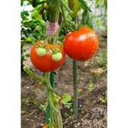 ヒメ日記 2026/03/24 17:11 投稿 はなまる 熟女の風俗最終章 宇都宮店