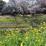 ヒメ日記 2026/03/29 04:31 投稿 はなまる 熟女の風俗最終章 宇都宮店