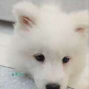 ヒメ日記 2025/04/01 01:22 投稿 ありす もしもし亀よ亀さんよ 名古屋店