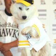 ヒメ日記 2025/04/09 04:27 投稿 花園あすか 五十路マダム 博多店