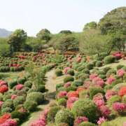 ヒメ日記 2025/04/18 22:27 投稿 花園あすか 五十路マダム 博多店