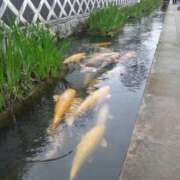 ヒメ日記 2025/05/05 19:57 投稿 花園あすか 五十路マダム 博多店