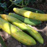 ヒメ日記 2025/09/08 20:33 投稿 花園あすか 五十路マダム 博多店