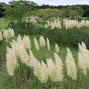 ヒメ日記 2025/10/02 20:37 投稿 花園あすか 五十路マダム 博多店