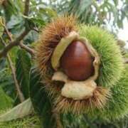 ヒメ日記 2025/11/09 19:37 投稿 花園あすか 五十路マダム 博多店