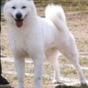 ヒメ日記 2025/11/13 21:11 投稿 花園あすか 五十路マダム 博多店