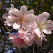 ヒメ日記 2025/11/23 21:27 投稿 花園あすか 五十路マダム 博多店