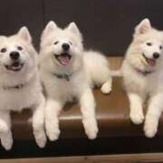 ヒメ日記 2025/12/26 21:57 投稿 花園あすか 五十路マダム 博多店