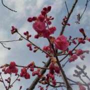 ヒメ日記 2026/01/20 13:37 投稿 花園あすか 五十路マダム 博多店