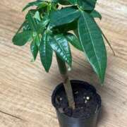 ヒメ日記 2026/02/10 11:06 投稿 花園あすか 五十路マダム 博多店