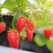 ヒメ日記 2026/03/15 13:07 投稿 花園あすか 五十路マダム 博多店