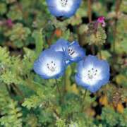 ヒメ日記 2026/03/21 12:17 投稿 花園あすか 五十路マダム 博多店