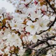 ヒメ日記 2026/04/05 12:37 投稿 花園あすか 五十路マダム 博多店