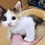 ヒメ日記 2026/04/09 13:27 投稿 花園あすか 五十路マダム 博多店