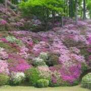 ヒメ日記 2026/04/30 10:57 投稿 花園あすか 五十路マダム 博多店