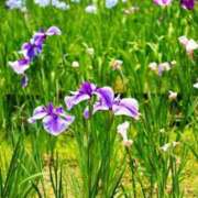 ヒメ日記 2026/05/05 10:47 投稿 花園あすか 五十路マダム 博多店