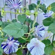 ヒメ日記 2026/07/10 12:48 投稿 花園あすか 五十路マダム 博多店