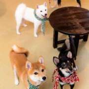 ヒメ日記 2026/09/06 12:47 投稿 花園あすか 五十路マダム 博多店