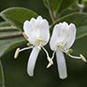 ヒメ日記 2025/01/17 21:57 投稿 吉田和歌子 五十路マダム 博多店