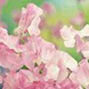 ヒメ日記 2025/01/20 22:07 投稿 吉田和歌子 五十路マダム 博多店