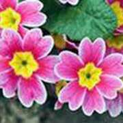 ヒメ日記 2025/02/04 22:18 投稿 吉田和歌子 五十路マダム 博多店