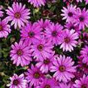 ヒメ日記 2025/02/11 19:34 投稿 吉田和歌子 五十路マダム 博多店