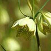 ヒメ日記 2025/02/25 23:17 投稿 吉田和歌子 五十路マダム 博多店