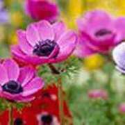 ヒメ日記 2025/03/06 17:57 投稿 吉田和歌子 五十路マダム 博多店