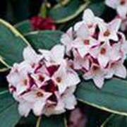 ヒメ日記 2025/03/18 22:57 投稿 吉田和歌子 五十路マダム 博多店