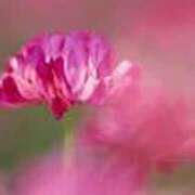 ヒメ日記 2025/03/19 23:57 投稿 吉田和歌子 五十路マダム 博多店