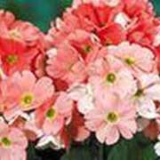 ヒメ日記 2025/03/26 18:08 投稿 吉田和歌子 五十路マダム 博多店