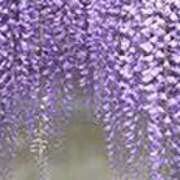 ヒメ日記 2025/04/08 19:37 投稿 吉田和歌子 五十路マダム 博多店