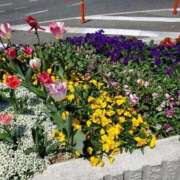 ヒメ日記 2025/04/09 13:52 投稿 吉田和歌子 五十路マダム 博多店