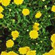 ヒメ日記 2025/04/21 16:57 投稿 吉田和歌子 五十路マダム 博多店