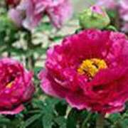 ヒメ日記 2025/04/23 18:37 投稿 吉田和歌子 五十路マダム 博多店