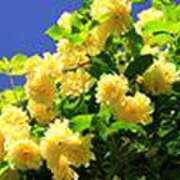 ヒメ日記 2025/04/25 17:57 投稿 吉田和歌子 五十路マダム 博多店