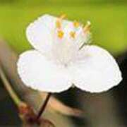 ヒメ日記 2025/05/19 23:57 投稿 吉田和歌子 五十路マダム 博多店