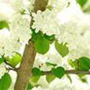 ヒメ日記 2025/05/26 18:57 投稿 吉田和歌子 五十路マダム 博多店